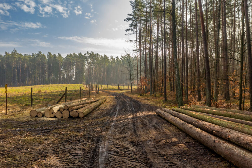 Am Waldrand liegen gefällte Baumstämme.