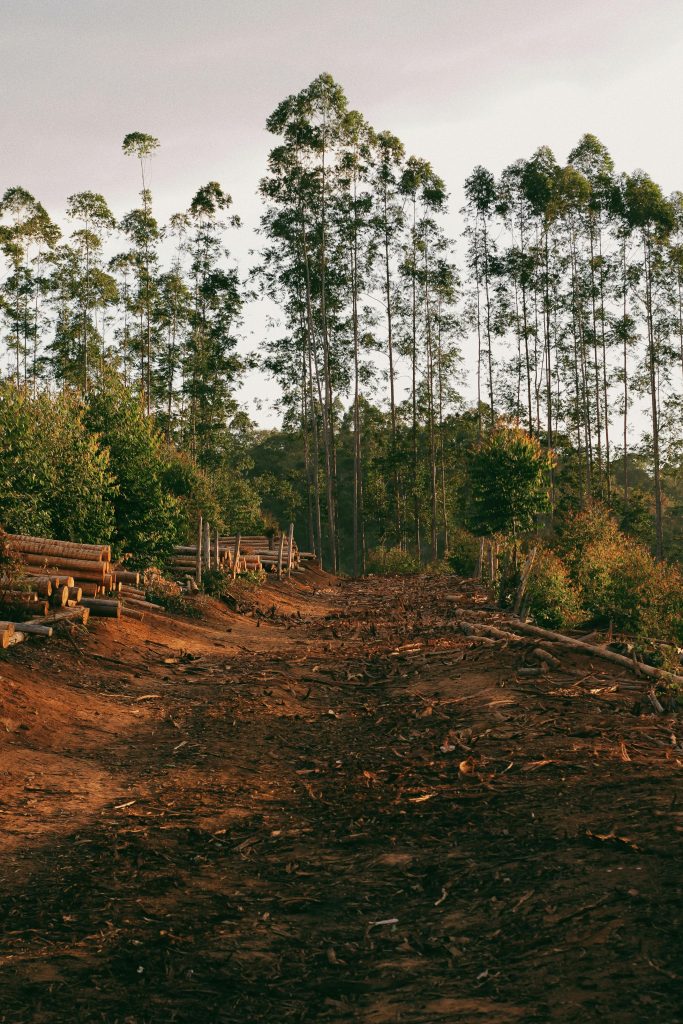 trees in the distance and trees cut on the ground